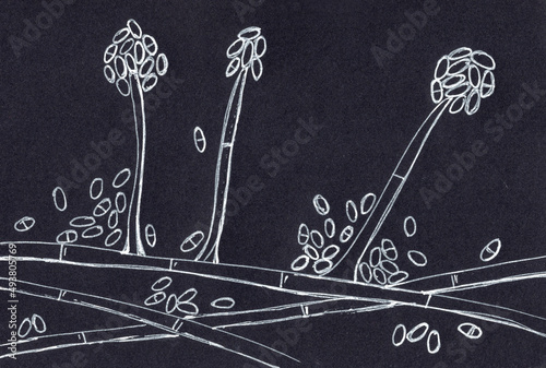 Mold fungi Acremonium, hand drawn illustration photo