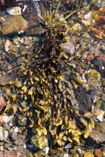 Seaweed in the shallow Ocean shore