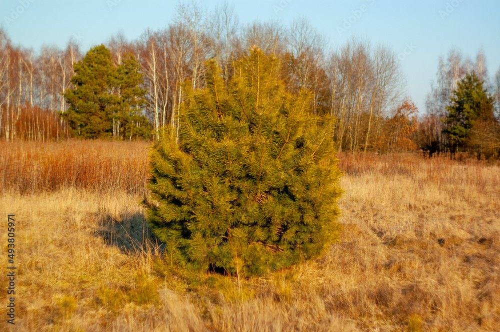 Fototapeta premium Sosna