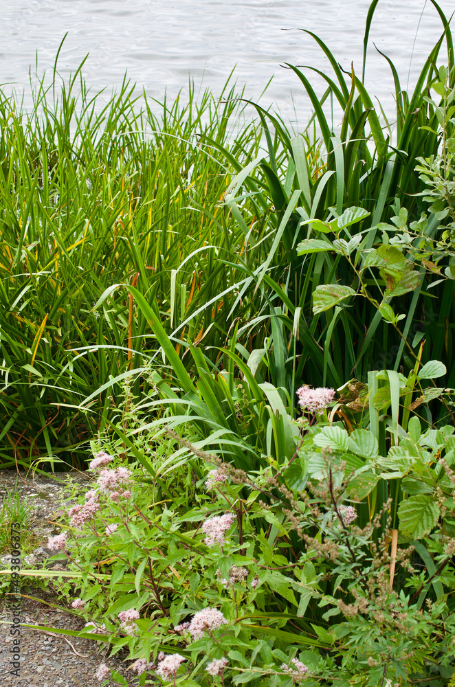 Obraz premium Swamp landscape