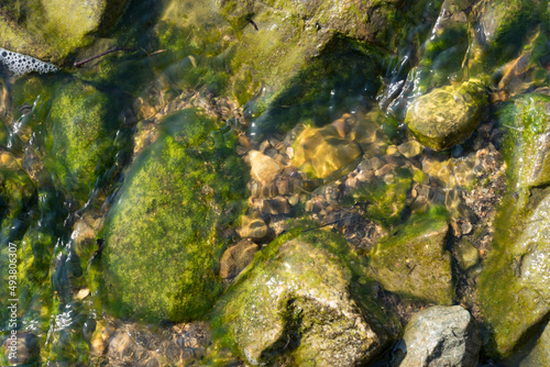 green moss on stone in ocean
