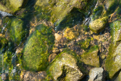 green moss on stone in ocean 