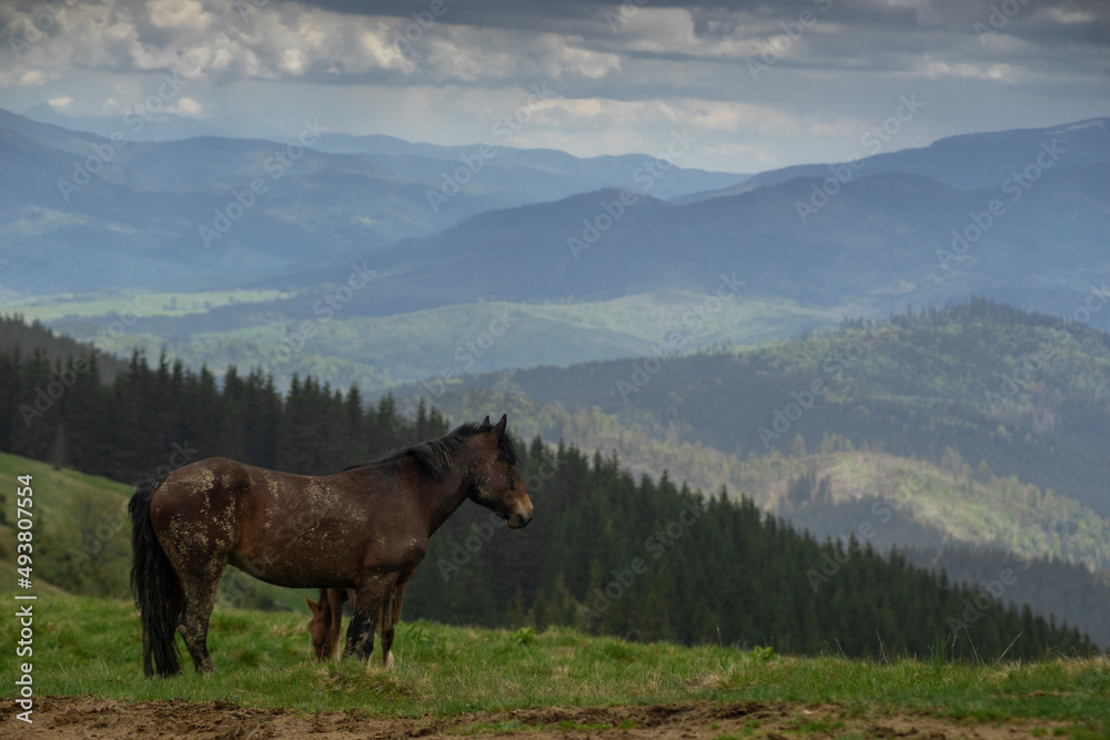 the horse stands in the mountains, the panorama of the mountains summer Ukraine