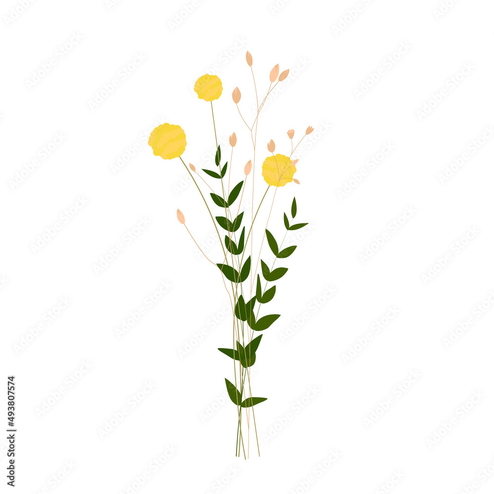Yellow ball of Kraspedia. Spring bouquet of flowers. Vector stock illustration. isolated on a white background. Yellow ball of Kraspedia. Spring bouquet of flowers. Vector stock illustration. isolated on a white background.