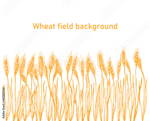 Vector silhouette of wheat. Wheat in a field on a white background