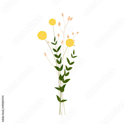 Yellow ball of Kraspedia. Spring bouquet of flowers. Vector stock illustration. isolated on a white background.