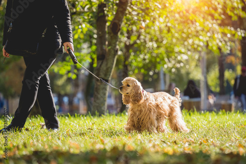 Canvas-taulu The owner walks the american cocker spaniel dog in the park.