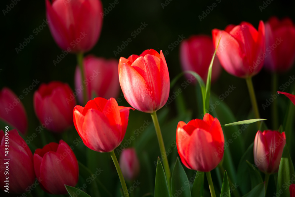 red tulips in garden in spring