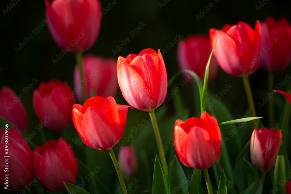red tulips in garden in spring red tulips in garden in spring