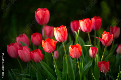 red tulips in the garden in spring © Szabi