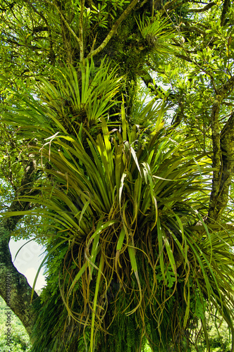 Huge tree covered in epiphytes in the temperate rainforest of Tararua Forest Park  North Island  New Zealand 