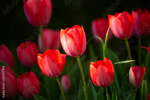 red tulips in garden in spring © Szabi