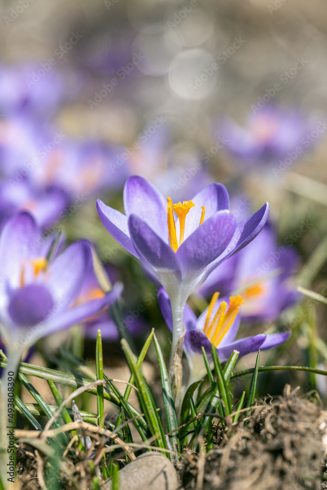 Purple wild crocus (Crocus tommasinianus) in spring. Purple wild crocus (Crocus tommasinianus) in spring.