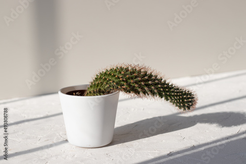 cactus in a pot growing downwards photo