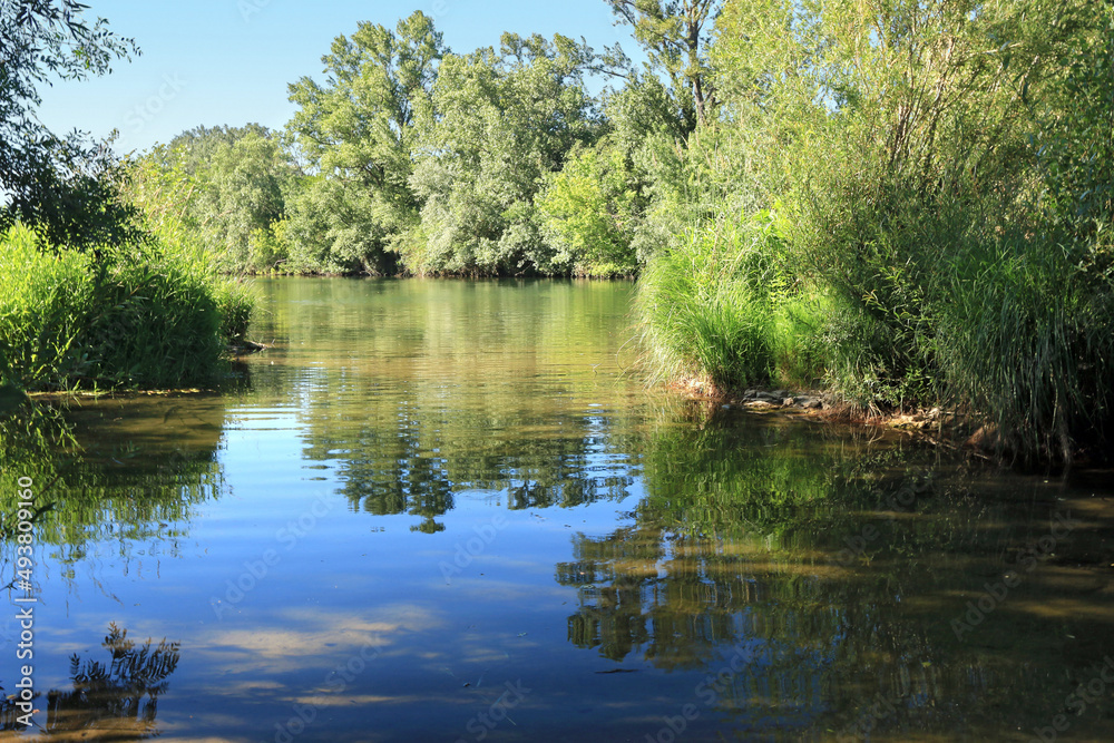 Eau de rivière reflétant de grands arbres dans un paysage de nature. Eau de rivière reflétant de grands arbres dans un paysage de nature.