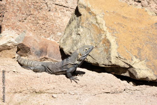 Desert iguana bathing in the sun photo