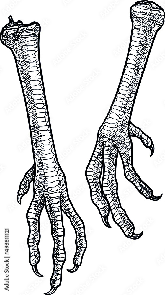 Chicken feet illustration, drawing, engraving, ink, line art, vector Stock Vector Adobe Stock