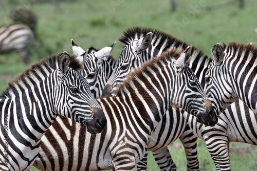 Fototapeta Naklejka Na Ścianę i Meble -  Dazzle of zebras in the wild