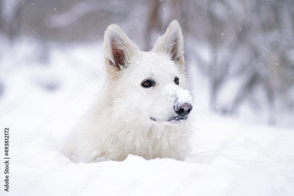 The portrait of a cute long-haired White Swiss Shepherd dog lying down in a snow in winter The portrait of a cute long-haired White Swiss Shepherd dog lying down in a snow in winter