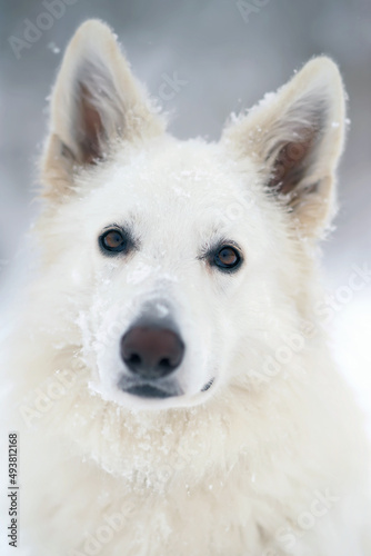 The portrait of an adorable long-haired White Swiss Shepherd dog posing outdoors while snowing in winter