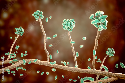 Mold fungi Acremonium, illustration photo