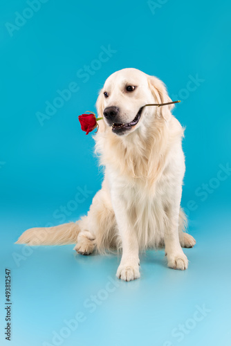Portrait of cute healthy dog holding red rose in mouth