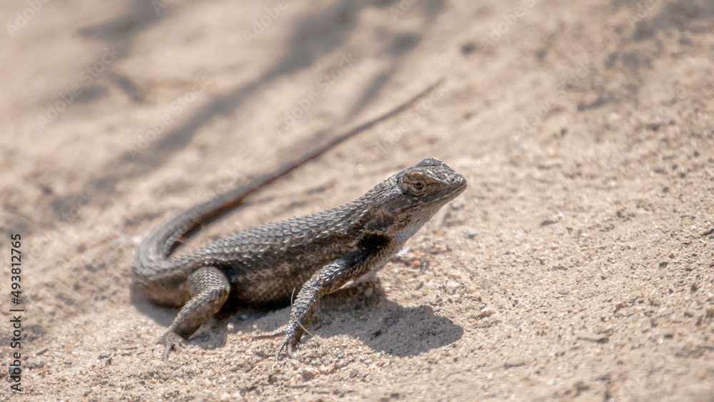 Lizard Sunning Himself in the Sand 1 Lizard Sunning Himself in the Sand 1