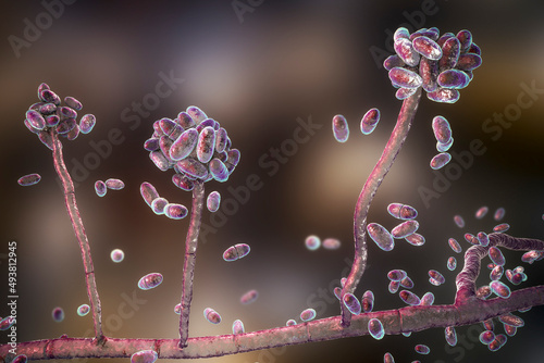Mold fungi Acremonium, illustration photo