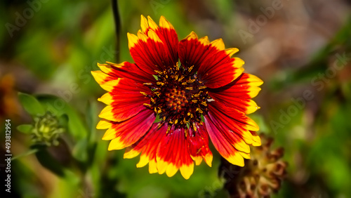 A Study in Red and Gold 1