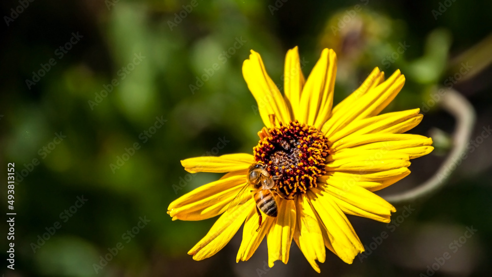 Little Bee Enjoying a Sunflower 10 Little Bee Enjoying a Sunflower 10