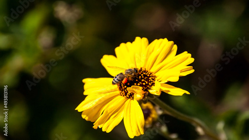 Little Bee Enjoying a Sunflower 6