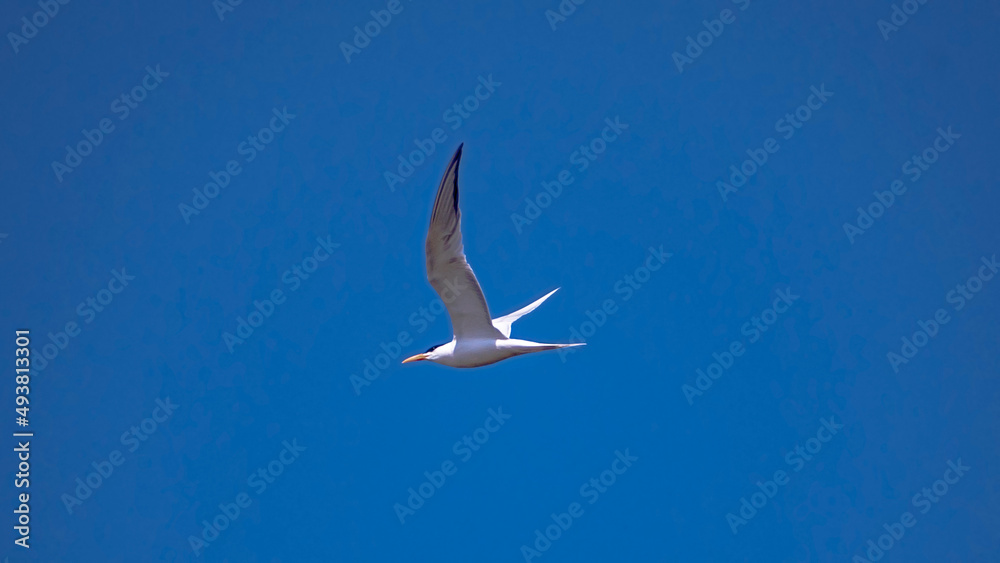 Sea Birds Taking Flight Against Blue Sky 3