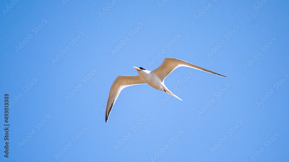 Obraz premium Sea Birds Taking Flight Against Blue Sky 2