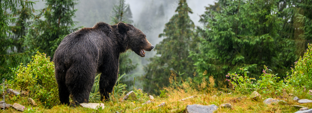Wild Brown Bear in the summer forest. Animal in natural habitat. Wildlife scene Wild Brown Bear in the summer forest. Animal in natural habitat. Wildlife scene