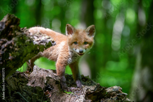 Red fox  vulpes vulpes  small young cub in forest. Cute little wild predators in natural environment