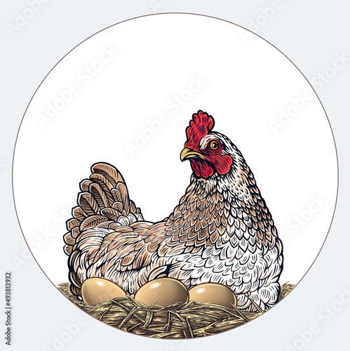 Mother hen sitting on a nest with eggs, drawn in an engraving style. Vector illustration.