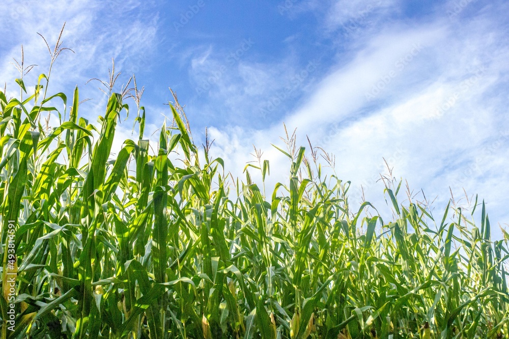 Fototapeta premium Corn field against the blue sky. Agricultural industry. Corn harvest. Grain culture.