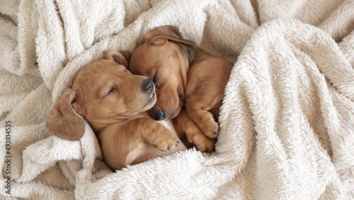 Cute dachshund puppies sleep cuddled up to each other. Beautiful little dogs lie on the bedspread.