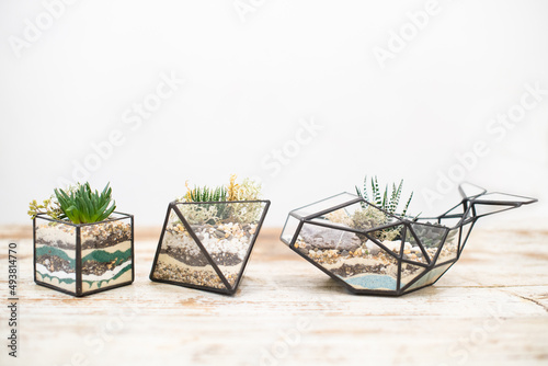 Glass florarium for green fresh mini succulent plants on a wooden background with multicolored sand inside. The concept of home gardening. Cozy decor for a home with a home jungle.