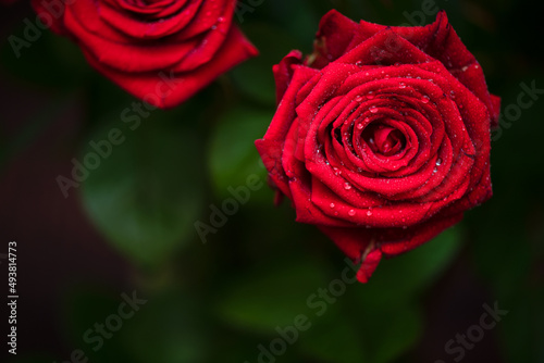 Close-up of fresh red roses with dew drops.