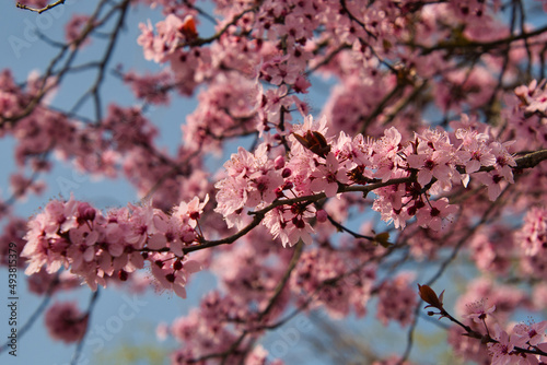 Japanische Kirschblüte im Elsass