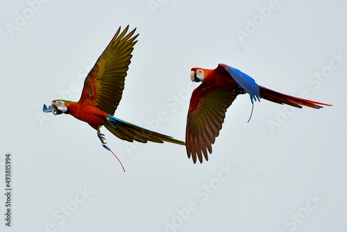 Scarlet macaw birds flying in the sky