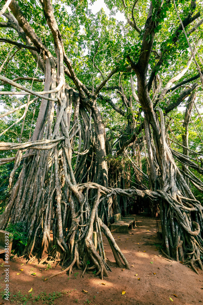 Fototapeta premium The Great Banyan is a banyan tree (Ficus benghalensis) located in Sri Lanka.