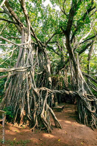 The Great Banyan is a banyan tree (Ficus benghalensis) located in Sri Lanka.