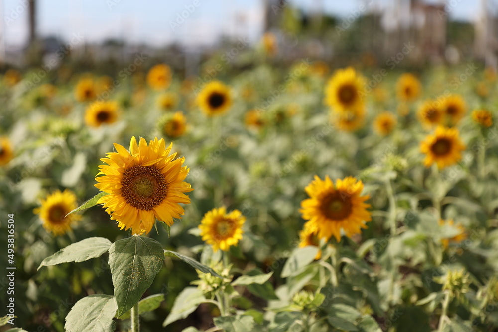 Sunflower Sunflower