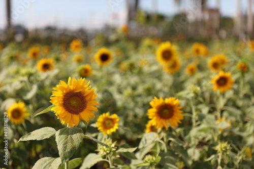 Sunflower