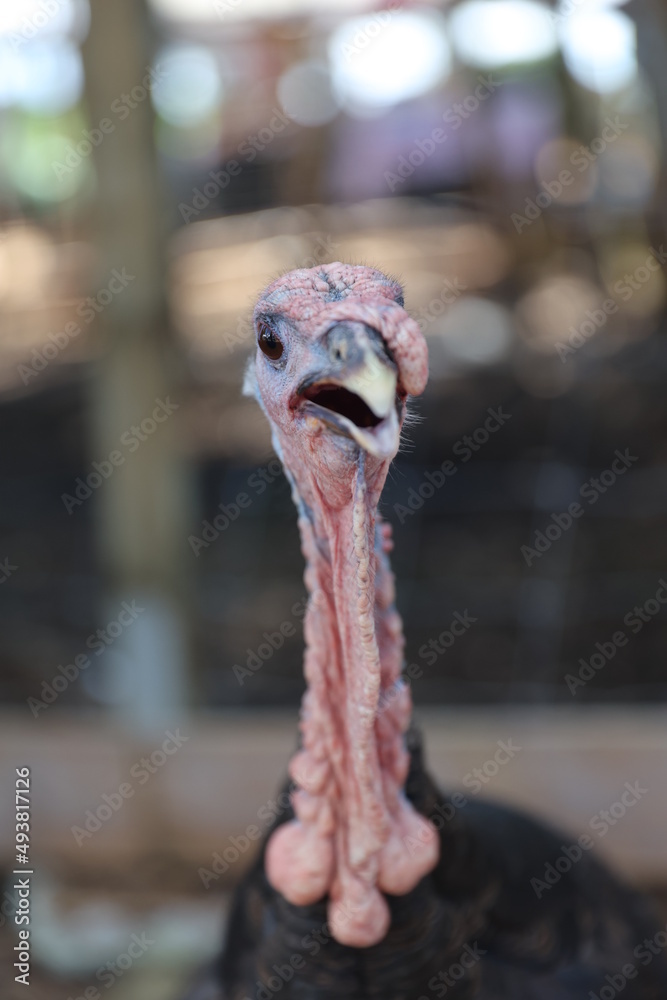 Turkey Turkey