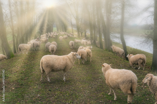 Schafherde auf Weg im Nebel mit Sonnenstrahlen