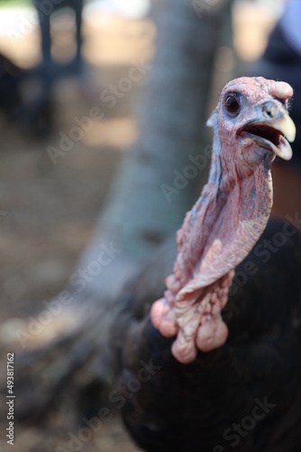 wild turkey © elvis santana