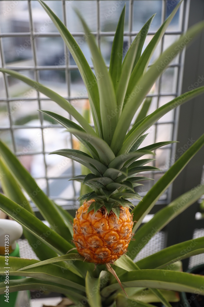 Fototapeta premium Pineapple